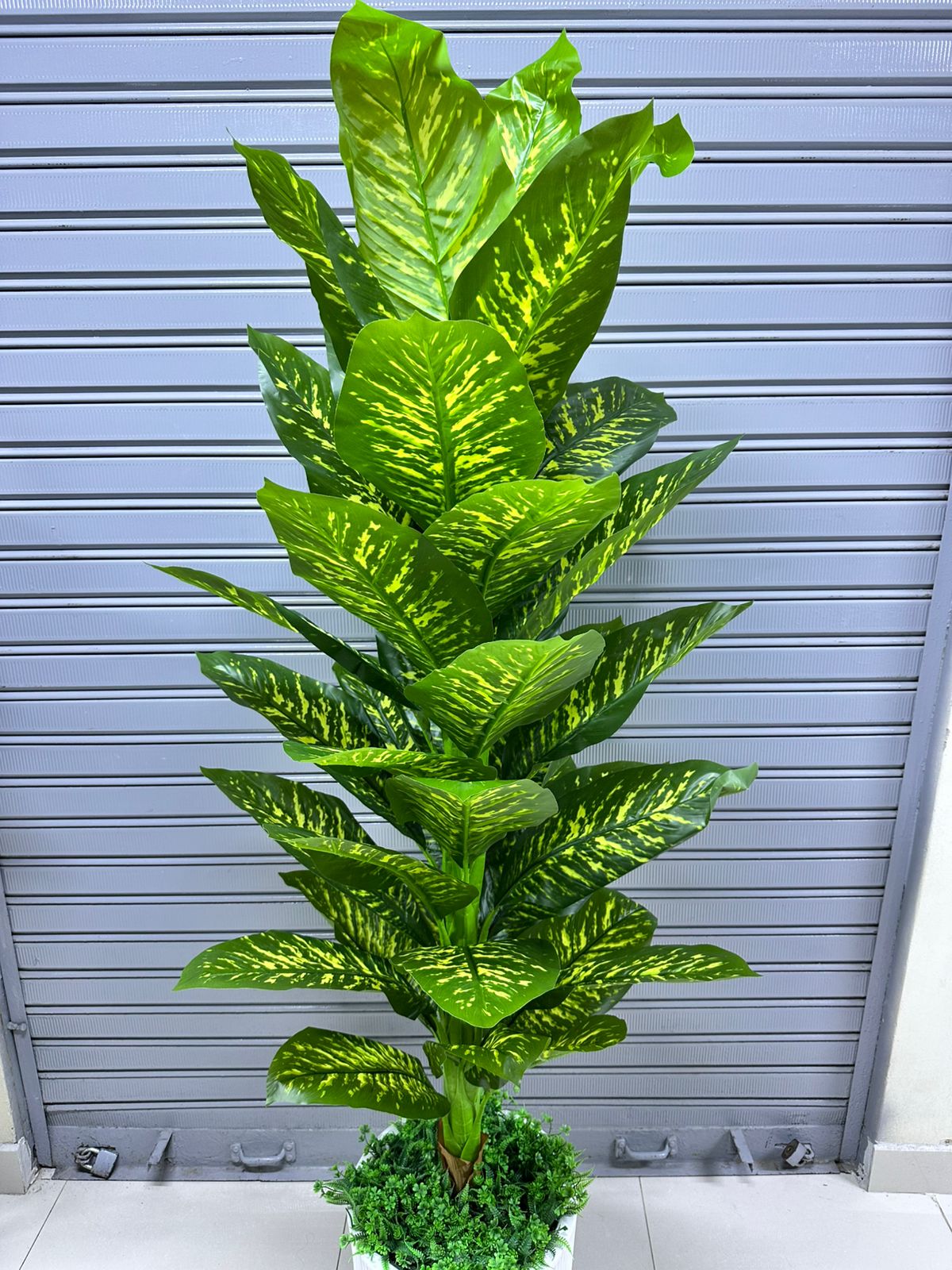 Planta Lluvia de Planta | maceta TEXTURIZADO de fibra de vidrio | 200cm